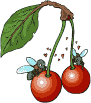 kirschen.gif