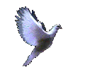 taube_L.gif