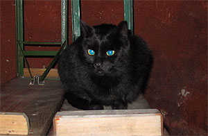 S&uuml;&szlig; und hartn&auml;ckig