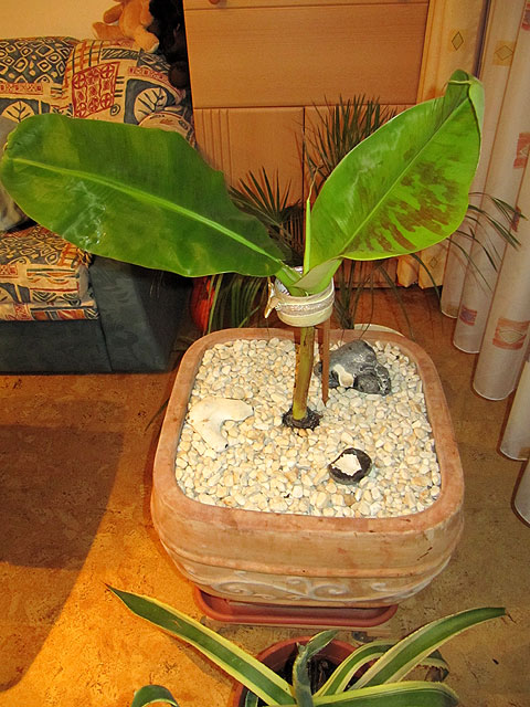 Unsere Bananenbaum-Chronik